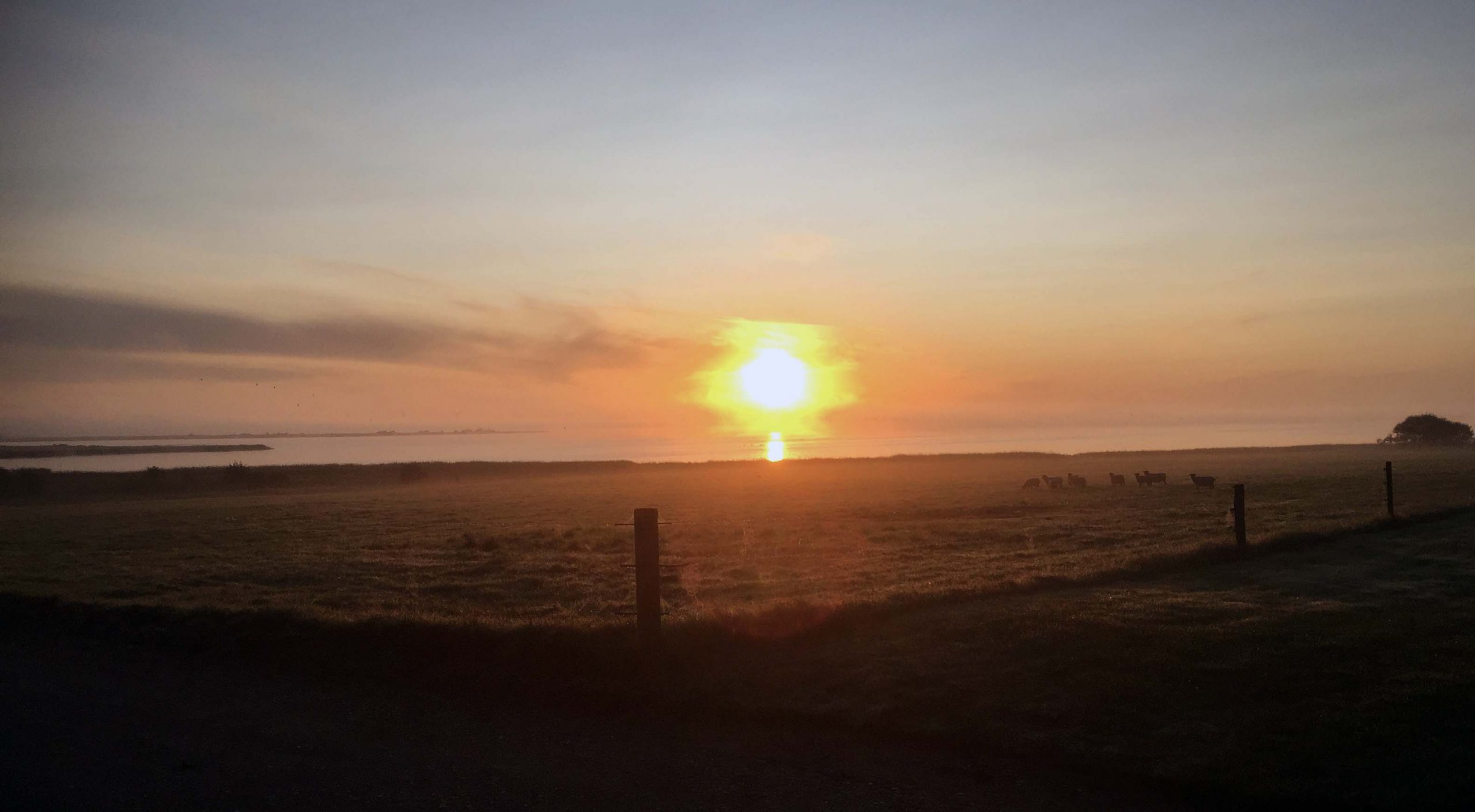 Büffel_Sonnenaufgang_01