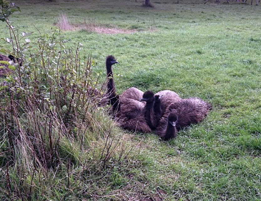 Emu_01