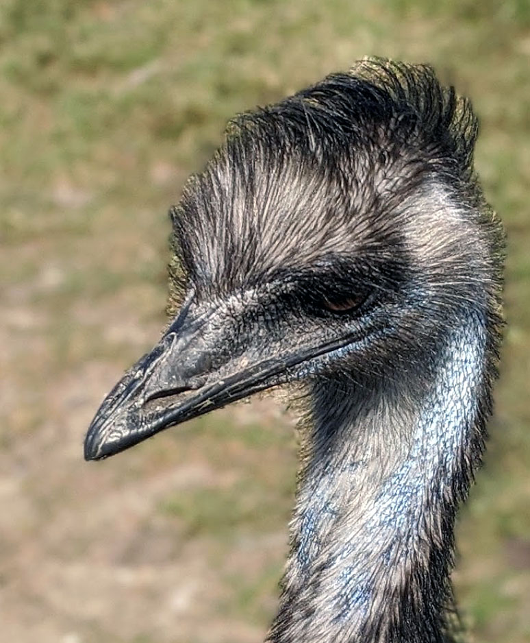 Emu_Kopf_01