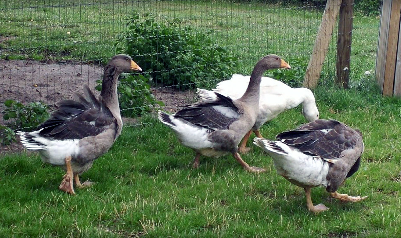 Gänse_01