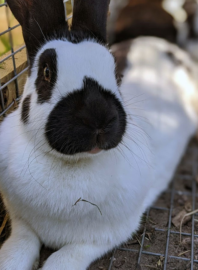 Kaninchen_01