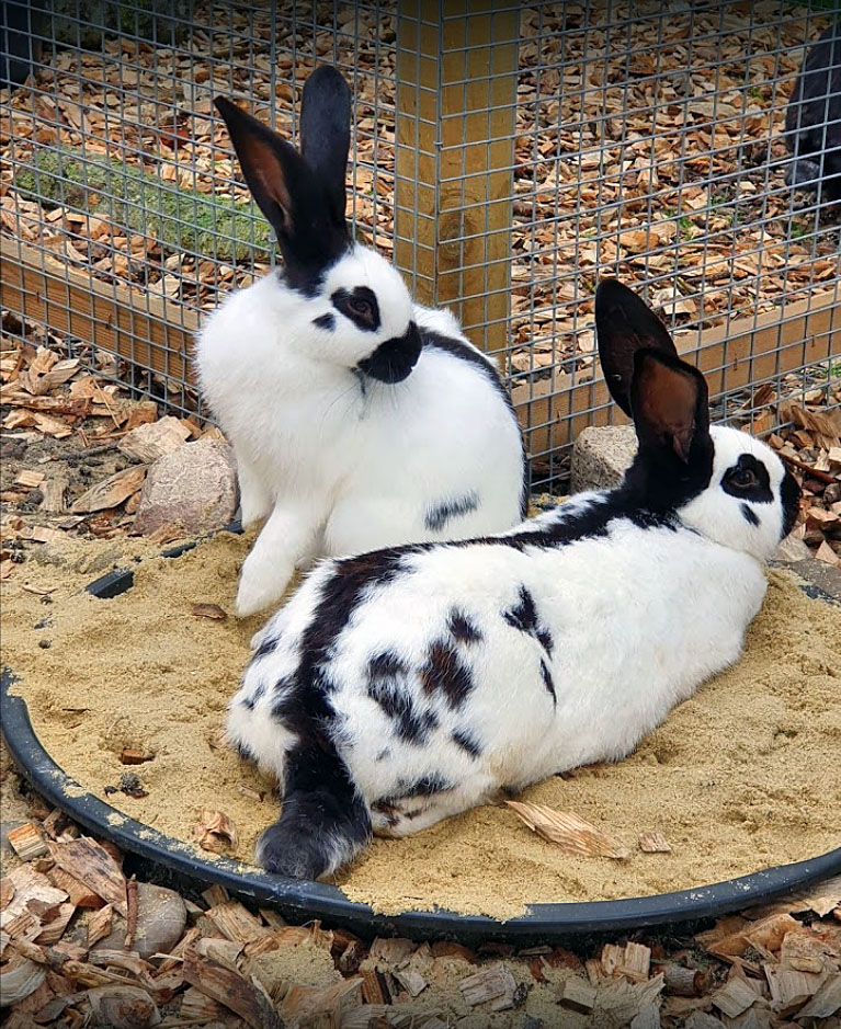 Kaninchen_02