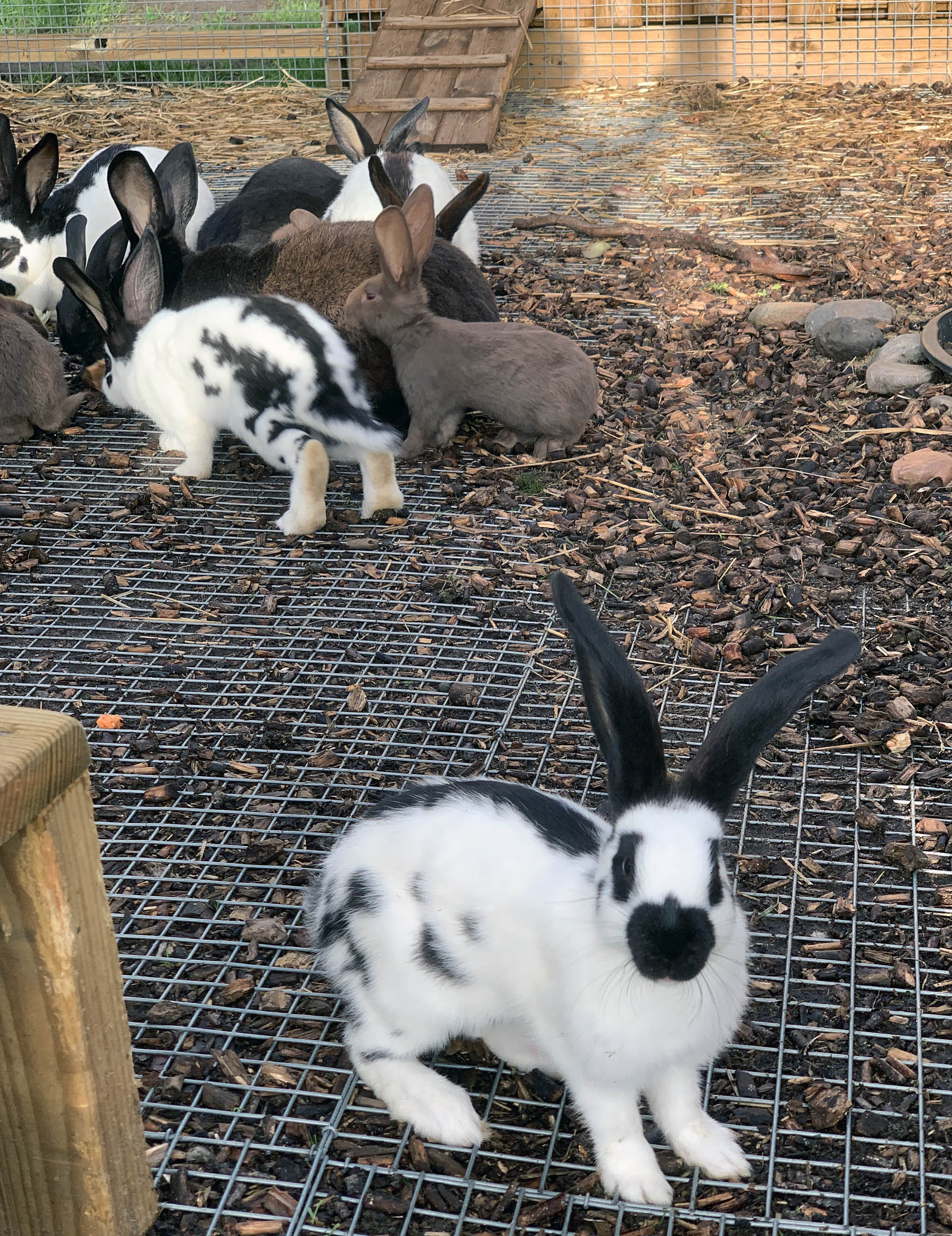 Kaninchen_03