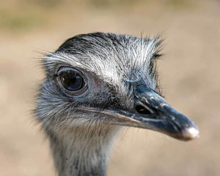 Nandu Kopf_01