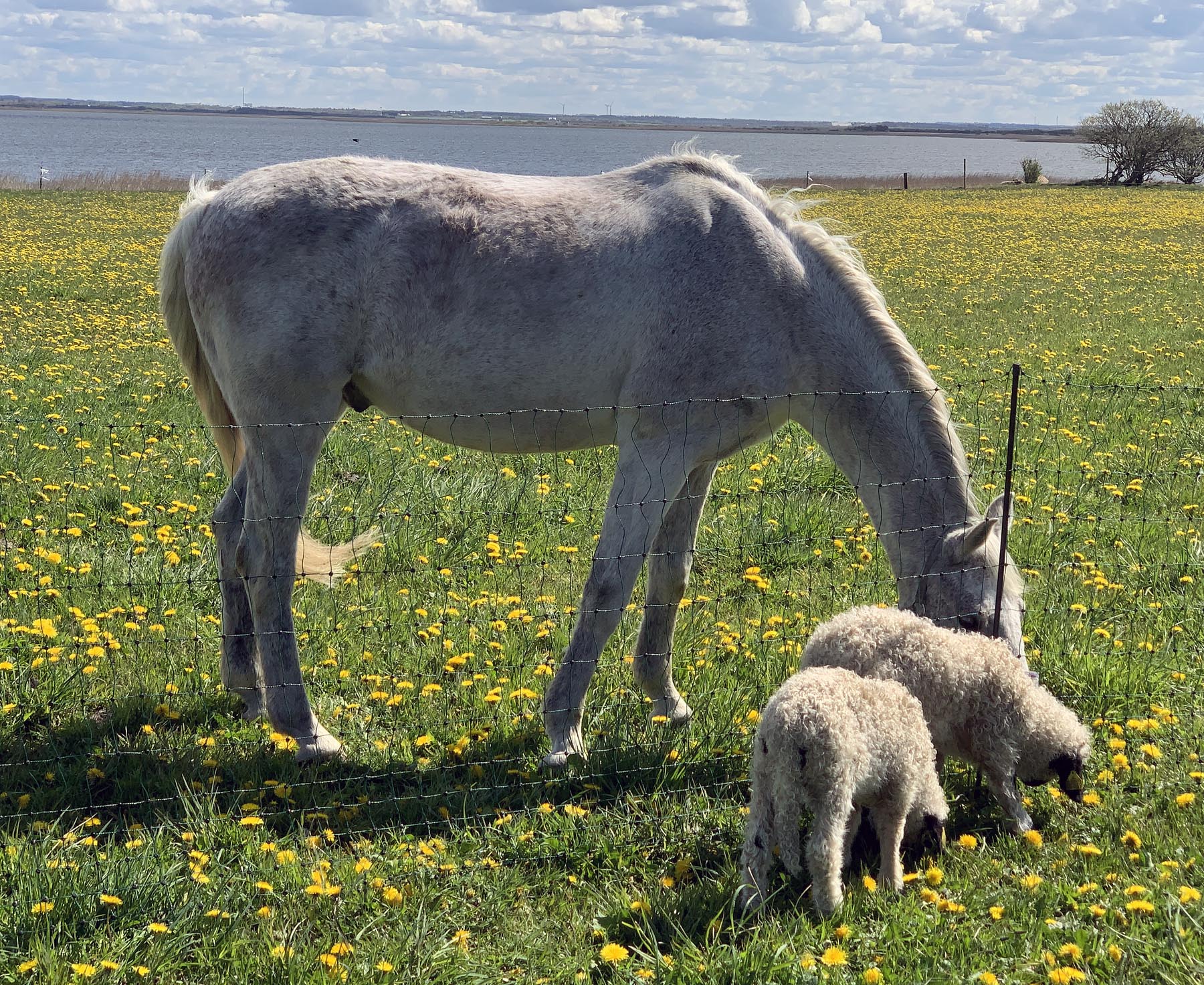 Pferd_Lämmer_01