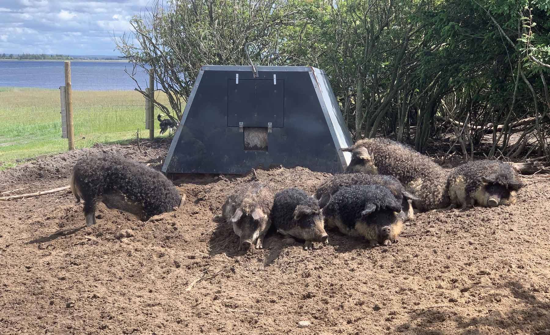 Wollschweine_06