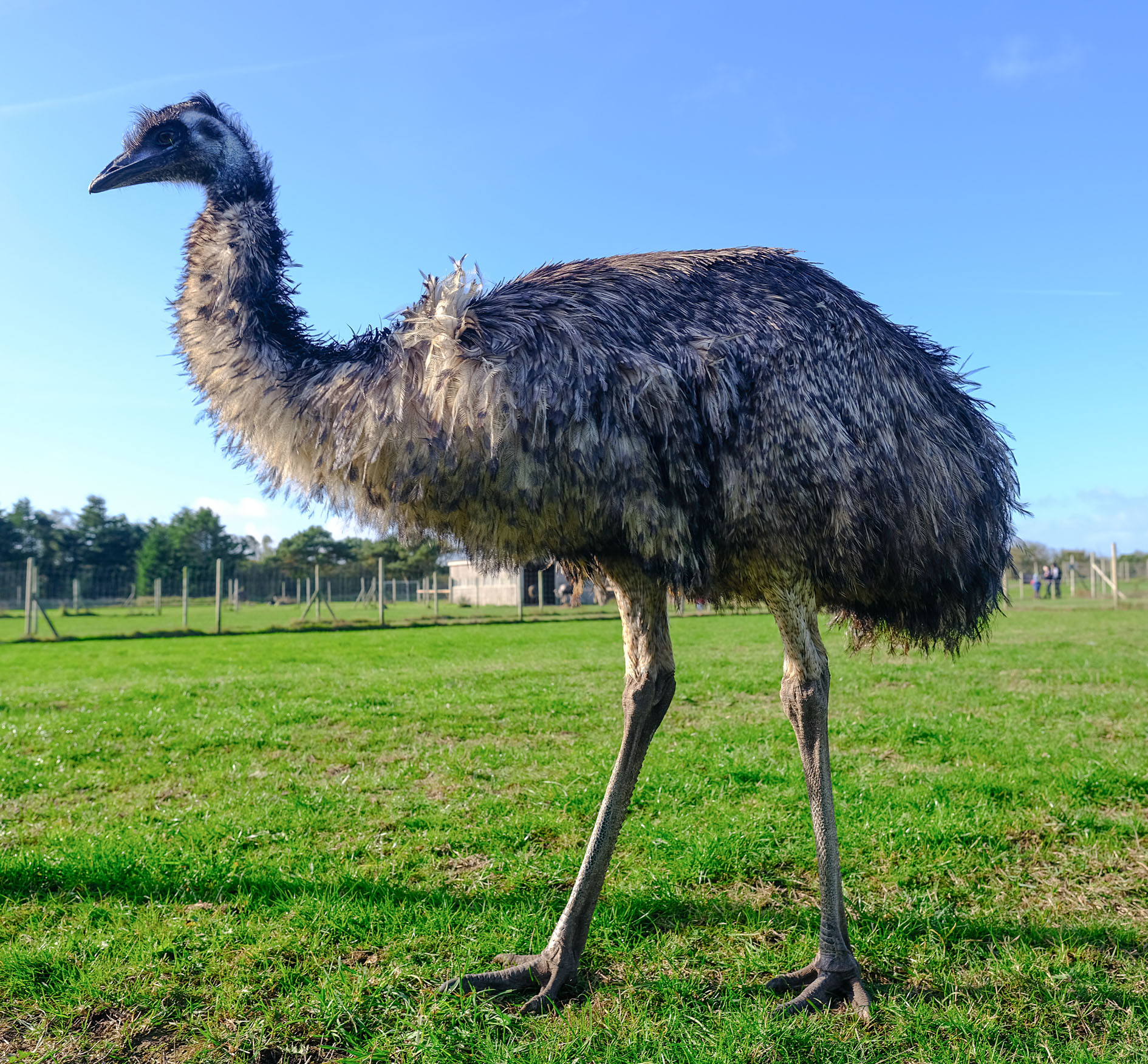 Fabi_Emu_01